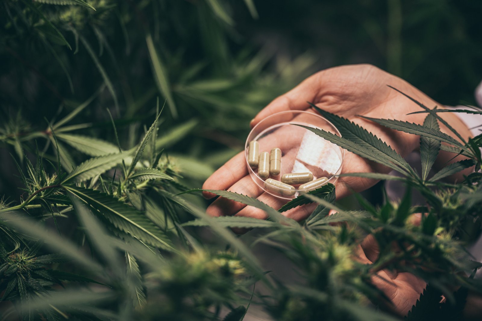 Marijuana